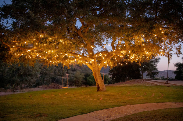 Oak tree